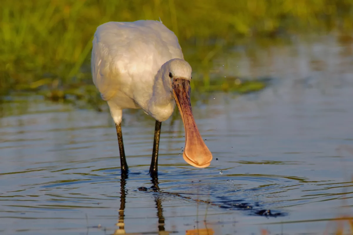 Spatule blanche