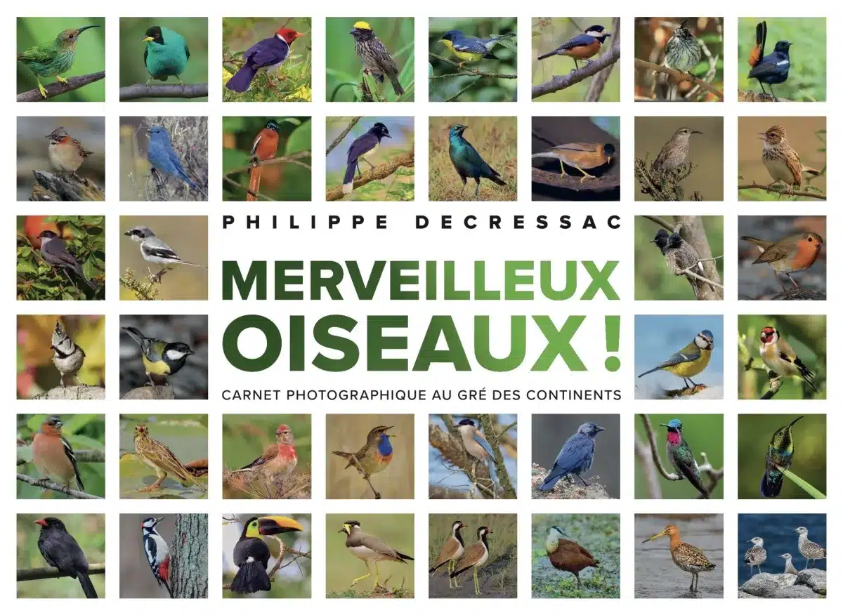 Merveilleux oiseaux
